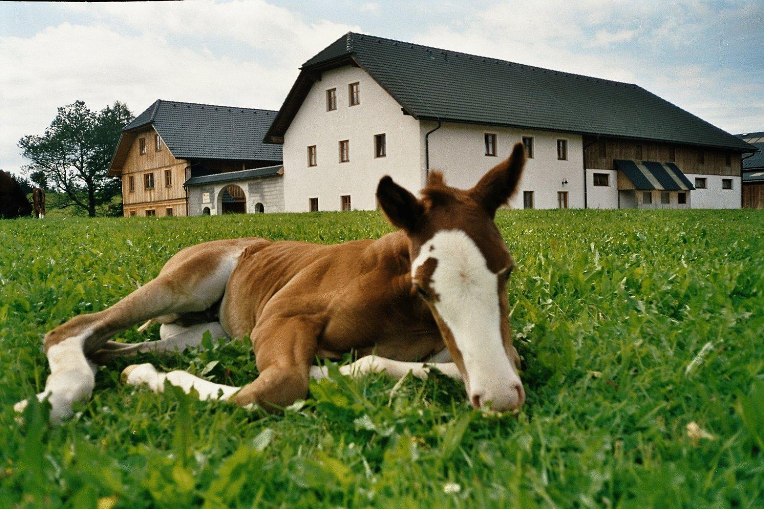 Espi-Stables Ferienhof Esterhammer Либенау Экстерьер фото